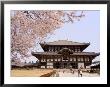 Cherry Blossoms, The Great Buddha Hall, Todaiji Temple, Nara, Honshu Island, Japan by Christian Kober Limited Edition Print