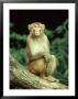 Rhesus Macaque, Bharatpur, India by Mike Powles Limited Edition Pricing Art Print