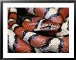 Extreme Close-Up Of A Milk Snake In The Dry Season by George Grall Limited Edition Print