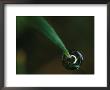Water Drop Hangs On A Blade Of Grass by Stephen Alvarez Limited Edition Pricing Art Print