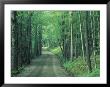 Gravel Road Through Maple Grove, Green Mountains, Vermont, Usa by Darrell Gulin Limited Edition Print
