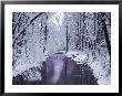 Snow Covered Trees Along Creek In Winter Landscape by Jan Lakey Limited Edition Pricing Art Print