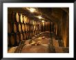 Wooden Barrels With Aging Wine In Cellar, Domaine E Guigal, Ampuis, Cote Rotie, Rhone, France by Per Karlsson Limited Edition Print