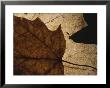 A Close View Of A Maple Leaf In Fall Colors by Roy Gumpel Limited Edition Pricing Art Print
