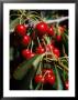 Cherries On The Tree, Canada by Bob Burch Limited Edition Print