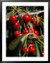 Cherries On The Tree, Canada by Bob Burch Limited Edition Pricing Art Print
