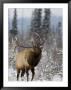 Bull Elk Bugling In The Snow, Jasper National Park, Unesco World Heritage Site, Alberta, Canada by James Hager Limited Edition Print