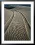 Tyre Tracks Leading Into Stockton Sand Dunes, Newcastle, New South Wales, Australia by Dallas Stribley Limited Edition Print