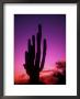 Colorful Cactus In The Sunset, Arizona, Usa by Bill Bachmann Limited Edition Pricing Art Print