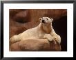 Polar Bear, San Diego Zoo, California by Peter Dreyer Limited Edition Pricing Art Print