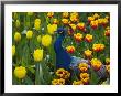 Peacock With Tulips, Keukenhof Gardens, Amsterdam, Netherlands by Keren Su Limited Edition Print