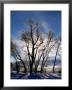 Sunlight Through Trees In Grand Teton National Park, Grand Teton National Park, Usa by Lee Foster Limited Edition Print