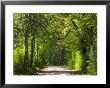Dirt Roadway Overhanging With Greens Of Oak Trees Near Independence, Texas, Usa by Darrell Gulin Limited Edition Print
