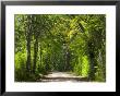 Dirt Roadway Overhanging With Greens Of Oak Trees Near Independence, Texas, Usa by Darrell Gulin Limited Edition Pricing Art Print