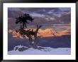 Lone Juniper On South Rim, Grand Canyon National Park, Arizona, Usa by Darrell Gulin Limited Edition Print