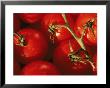 Tomatoes On Vine by Mitch Diamond Limited Edition Print