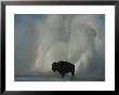 American Bison Silhouetted Against Geyser Steam by Norbert Rosing Limited Edition Print