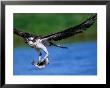European Osprey (Pandion Haliaetus) With Fish, Finland by David Tipling Limited Edition Print