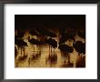Whooping Cranes Silhouetted As They Wade Through The Water by Joel Sartore Limited Edition Print