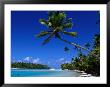 Palm Trees On Beach, Cook Islands by Jean-Bernard Carillet Limited Edition Print