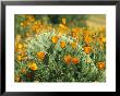 California Poppies Surround A Prickly Pear Cactus by Rich Reid Limited Edition Print