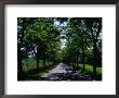 Tree-Lined Country Road In Klodzko Valley, Silesia, Klodzko, Dolnoslaskie, Poland by Krzysztof Dydynski Limited Edition Print