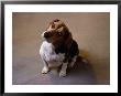 Beagle With Head Tilted by David Bitters Limited Edition Print