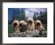 Domestic Dogs, Four Pulik / Hungarian Water Dogs Sitting Together On A Rock by Adriano Bacchella Limited Edition Print