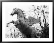 Winged Horse Statue, Mirabellgarten, Austria by Walter Bibikow Limited Edition Pricing Art Print