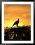 Silhouetted Secretary Bird by Beverly Joubert Limited Edition Print