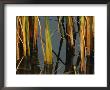 Aquatic Grass Emerges From A Pond At The Chicago Botanic Garden by Paul Damien Limited Edition Print