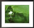 Close-Up Of Nodding Trillium Flower Beneath Leaf In Springtime, Michigan, Usa by Mark Carlson Limited Edition Print