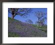 Lupine And Oak Trees, Redwood National Park, California, Usa by Jamie & Judy Wild Limited Edition Print