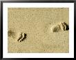 Child's Footprints On Beach At Santa Maria, Sal (Salt), Cape Verde Islands, Africa by Robert Harding Limited Edition Print