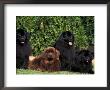 Domestic Dogs, Four Newfoundland Dogs Resting On Grass by Adriano Bacchella Limited Edition Pricing Art Print