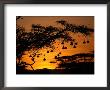 Nests Of Spectacled Weaver Hanging From Acacia Trees, Buffalo Springs National Reserve, Kenya by Mitch Reardon Limited Edition Print