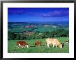 Cows In The Valley, South Wales by Peter Adams Limited Edition Print