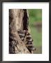 Raccoons (Racoons) (Procyon Lotor), 41 Day Old Young In Captivity, Sandstone, Minnesota, Usa by James Hager Limited Edition Print