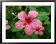 Pink Hibiscus Flower by Lisa S. Engelbrecht Limited Edition Print