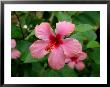 Pink Hibiscus Flower by Lisa S. Engelbrecht Limited Edition Pricing Art Print