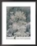 A Black Oak Tree Covered In Frost by Marc Moritsch Limited Edition Print
