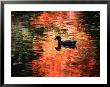 Duck On Water On Reflecting Light At Sunset by Paul Katz Limited Edition Print