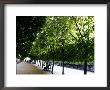 Tree Tunnel In The Royal Palace Garden, Paris, France by Michele Molinari Limited Edition Print