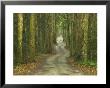 Road Through Misty Rainforest, Lamington National Park, Queensland, Australia by David Wall Limited Edition Pricing Art Print