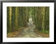 Road Through Misty Rainforest, Lamington National Park, Queensland, Australia by David Wall Limited Edition Print