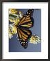 Monarch Butterfly On Butterfly Bush, Florida by Priscilla Connell Limited Edition Print