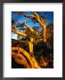 Sunset On Snow Gums Below Mt. Feathertop, Alpine National Park, Australia by Richard Nebesky Limited Edition Pricing Art Print