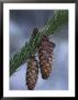 Spruce Cones On A Single Branch, Near Ouray, Colorado, United States Of America, North America by James Hager Limited Edition Print