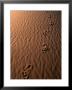 Footprints On Sand Of The Erg Chebbir Dunes Of Merzouga, Erg Chebbi Desert, Morocco by John Elk Iii Limited Edition Print