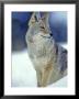 Coyote In Yellowstone National Park, Montana, Usa by Chuck Haney Limited Edition Print
